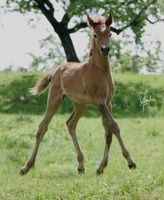 Valentina AA Arabians